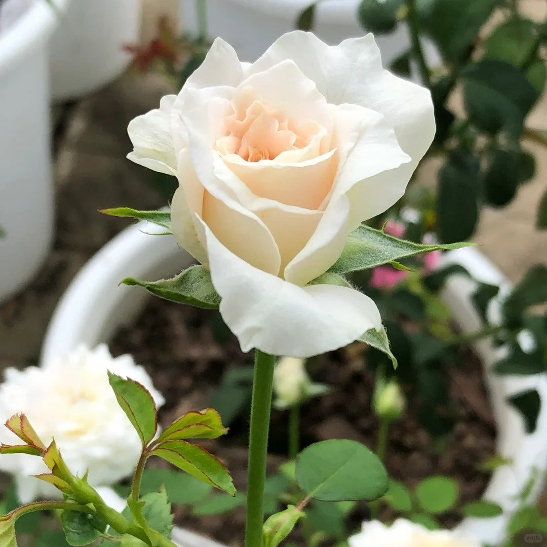 Réveil Rose