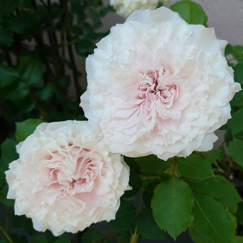 Réveil Rose