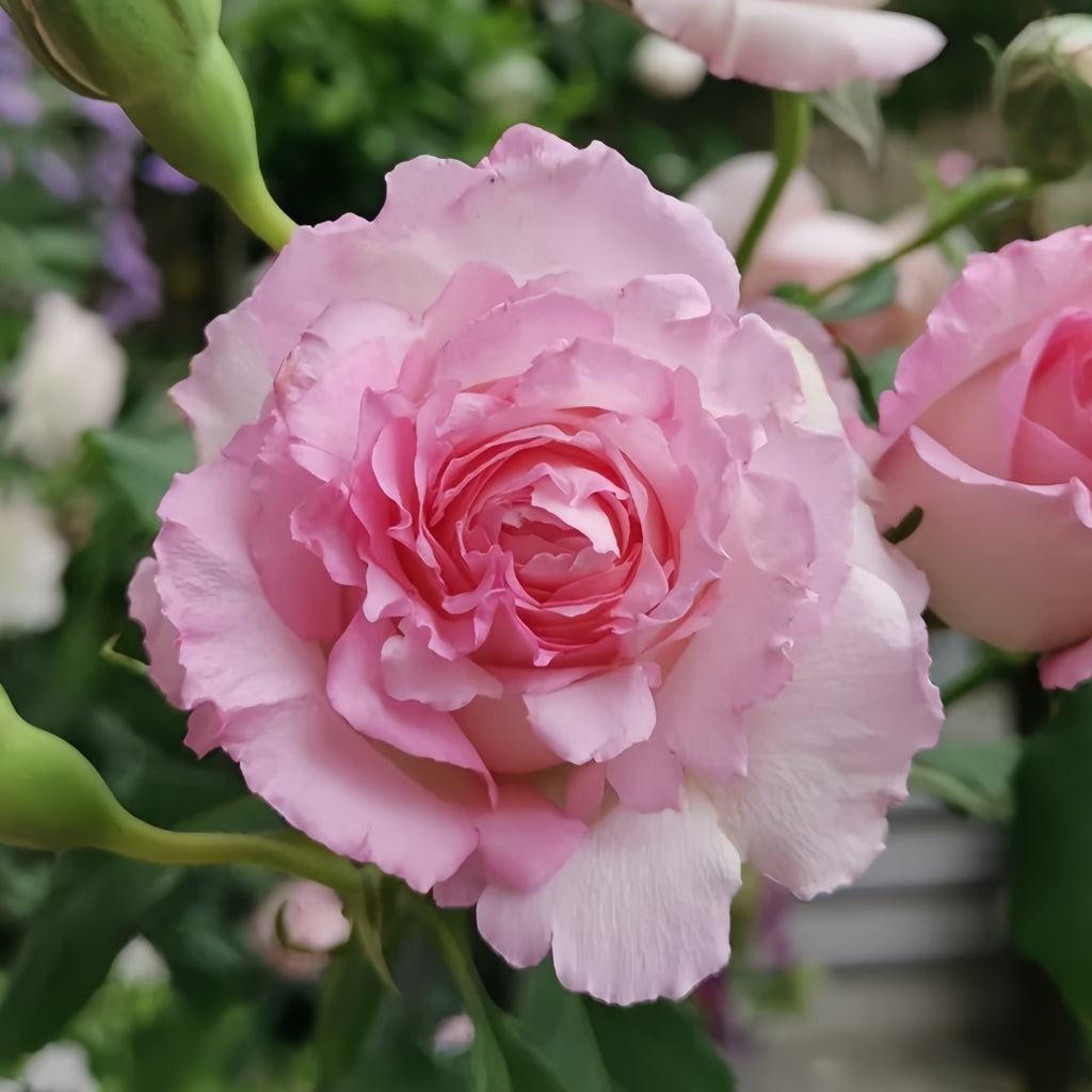 Shrub Rose-绊｜Japanese Rien レンローズ④ Rose Roses Ergongzy – その他