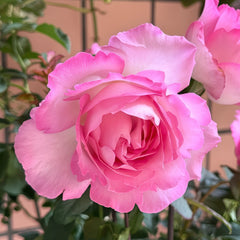 Rien Rose