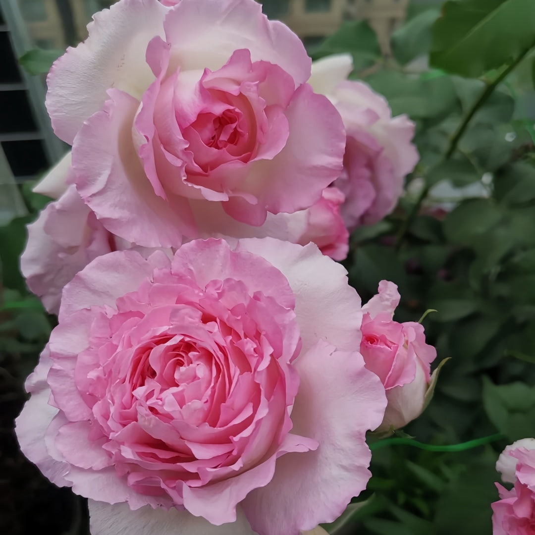 Rien Rose