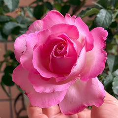 Rien Rose