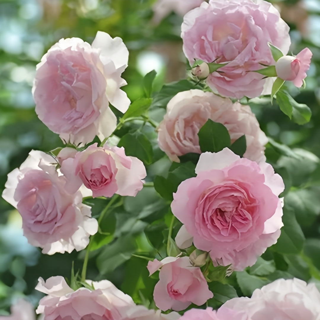 Rien Rose
