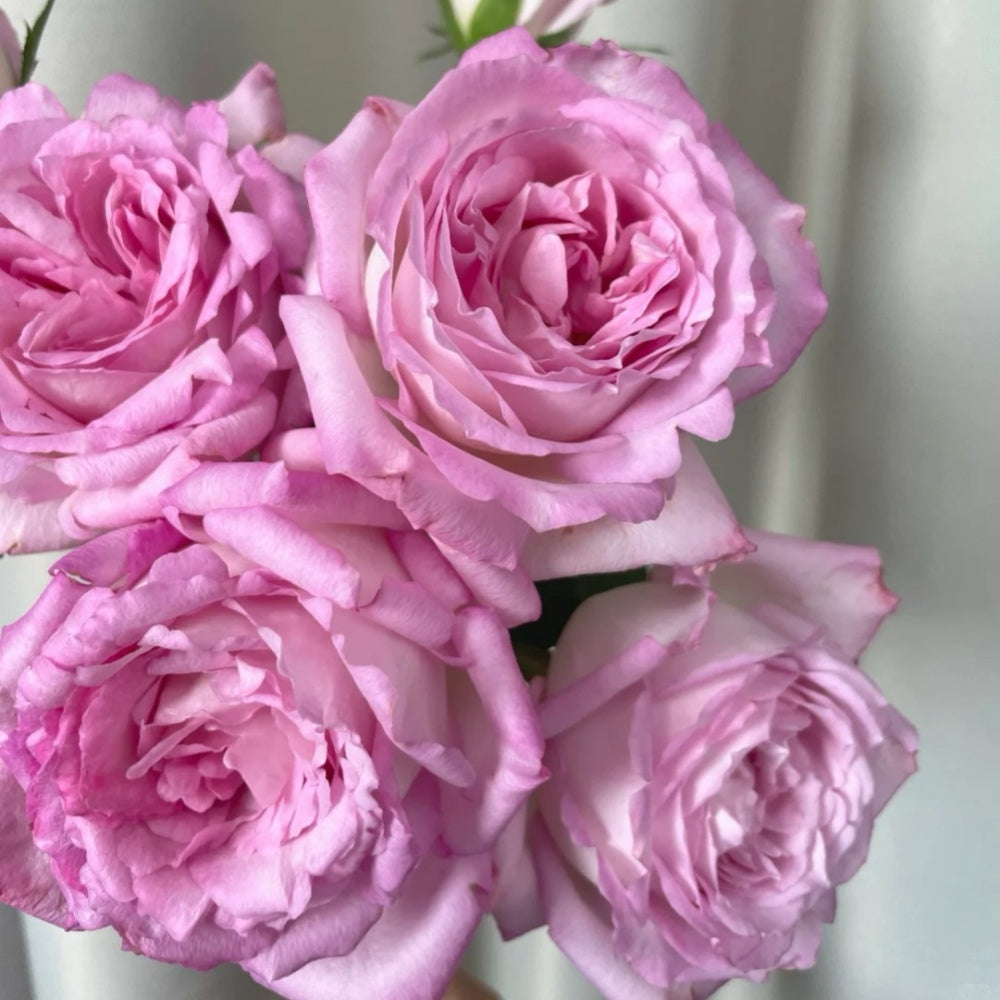 Reshone Roses Rien Rose-绊|Japanese Shrub Rose – Ergongzy Roses