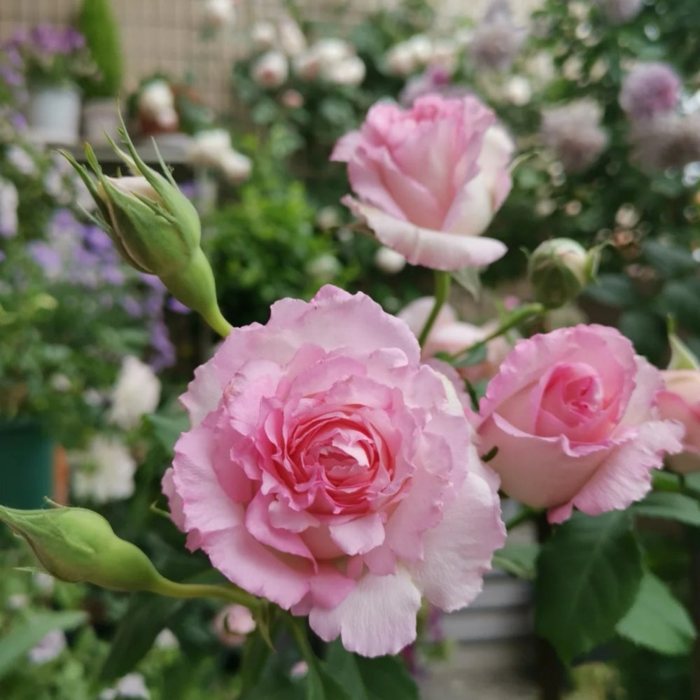 Rien Rose