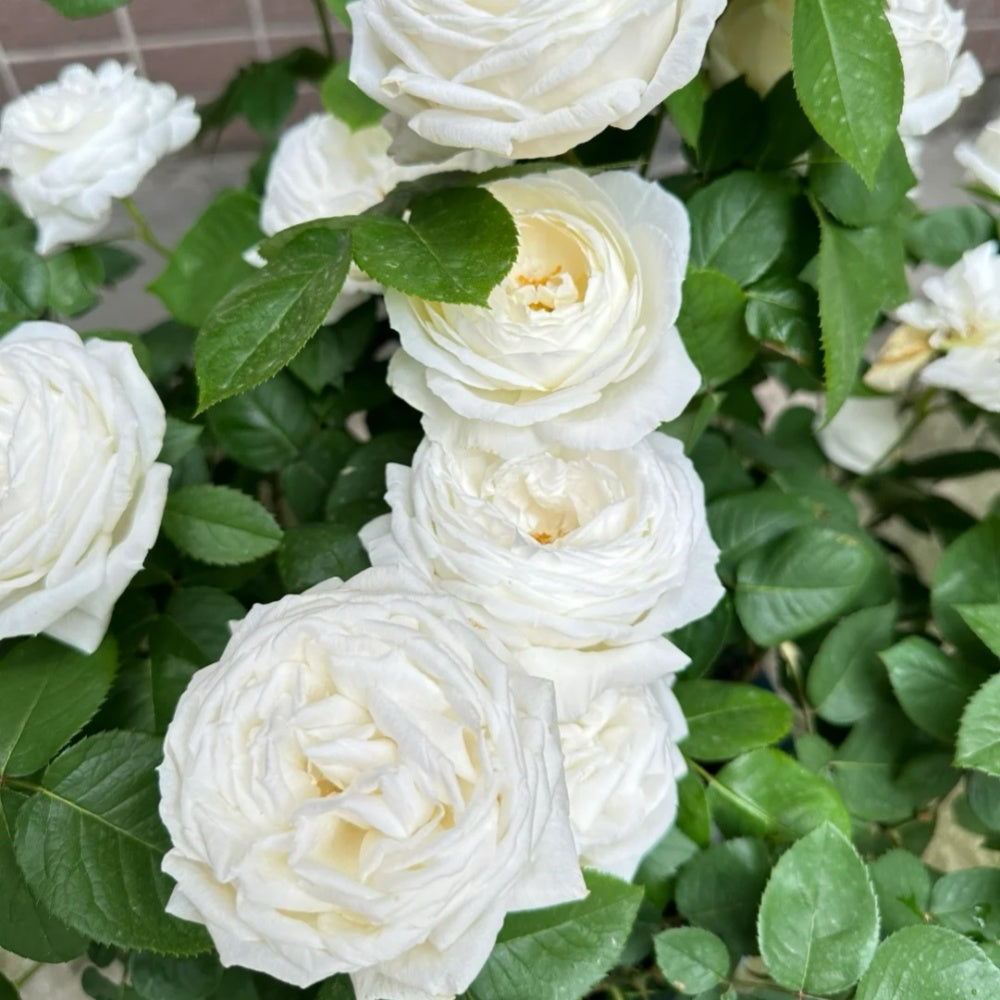 Roads of wedding Rose