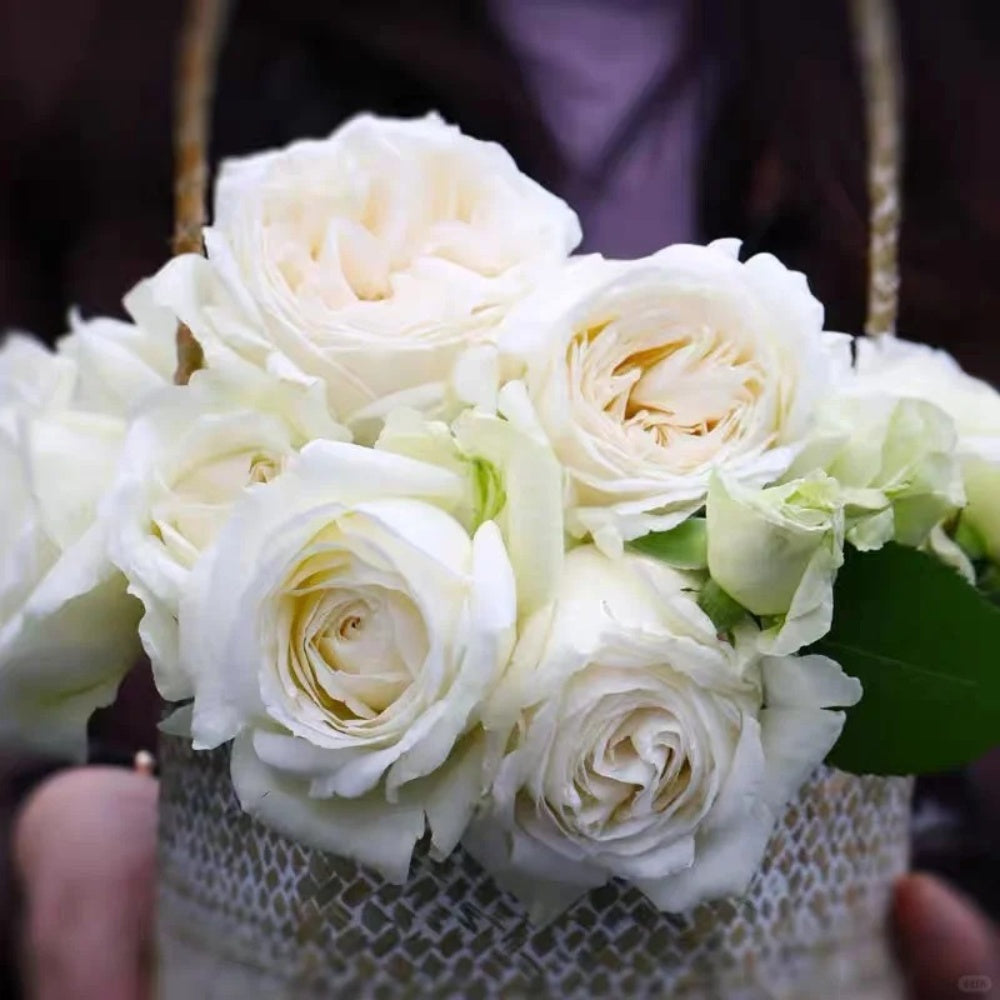 Roads of wedding Rose