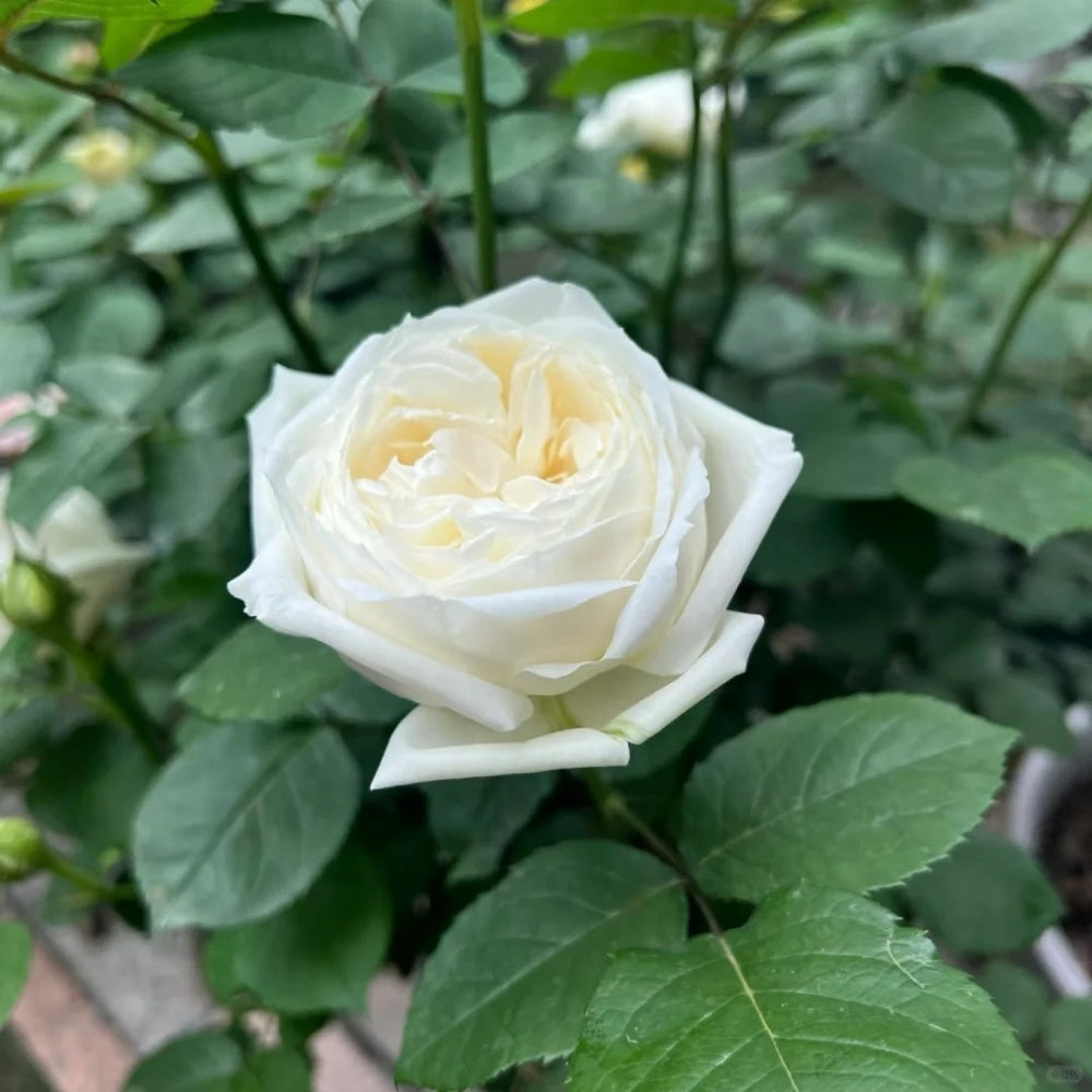 Roads of wedding Rose