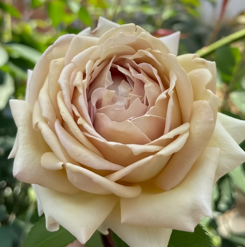 Robe Doll Rose-长袍娃娃｜Japanese Shrub Rose – Ergongzy Roses