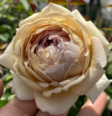 Robe Doll Rose