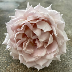 Robe Doll Rose
