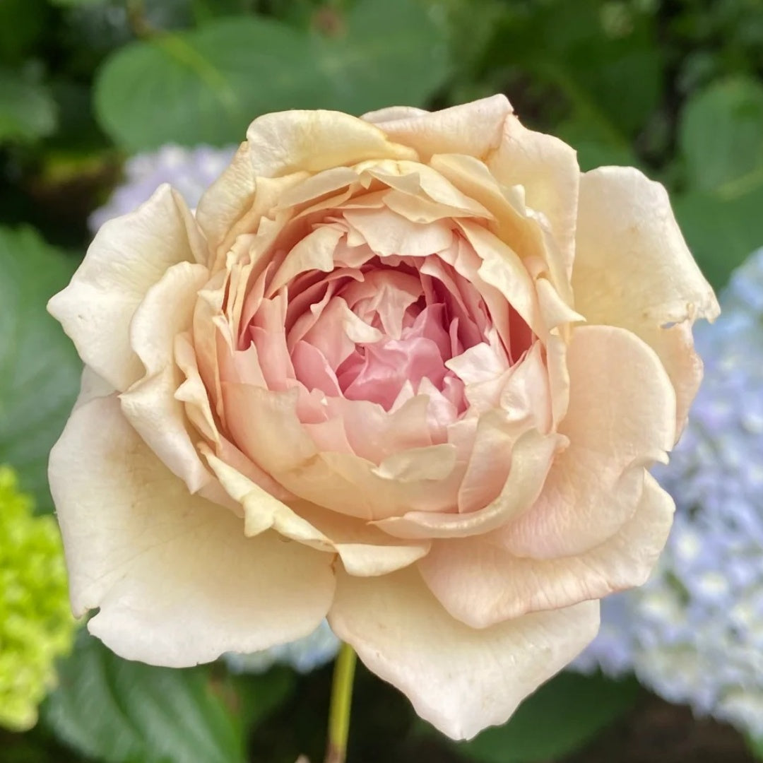 Robe Doll Rose