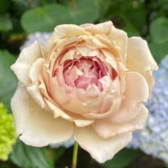 Robe Doll Rose