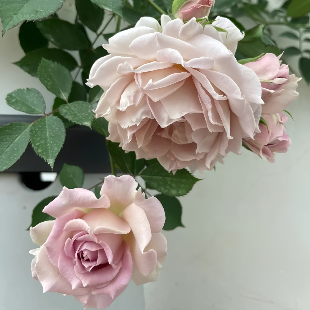 Robe Doll Rose
