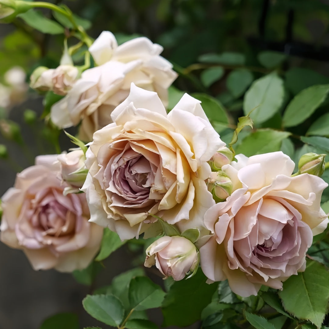 Robe Doll Rose