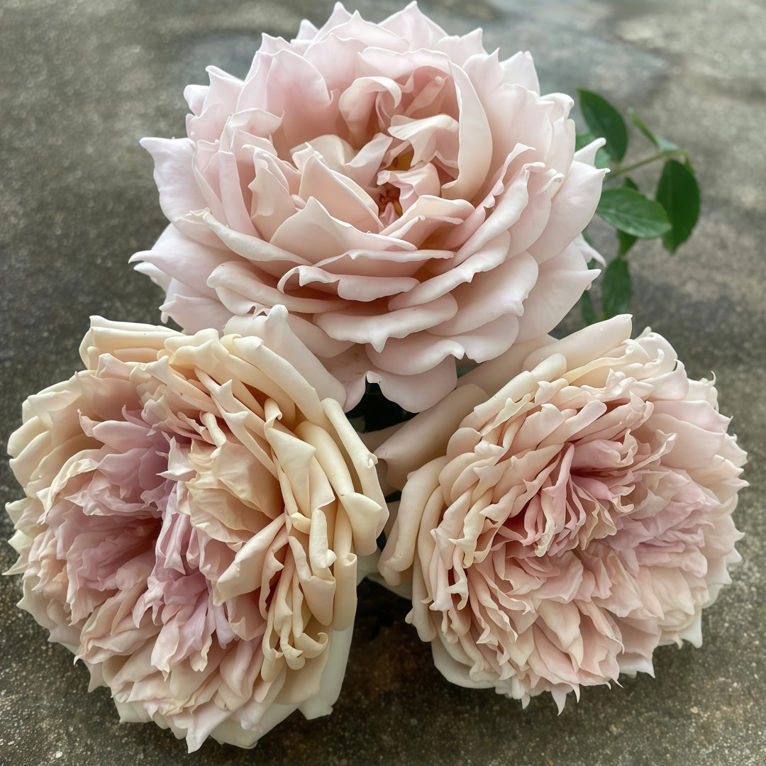 Robe Doll Rose