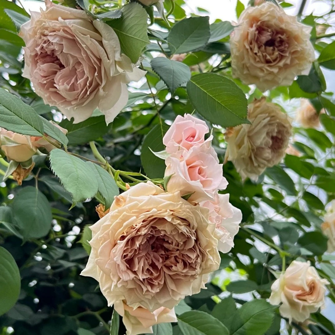 Robe Doll Rose