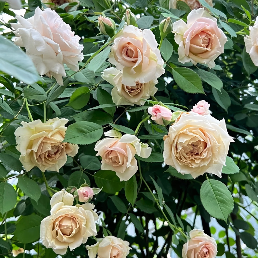 Robe Doll Rose
