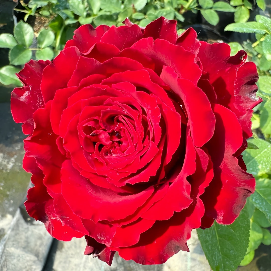 Rohdos Rose