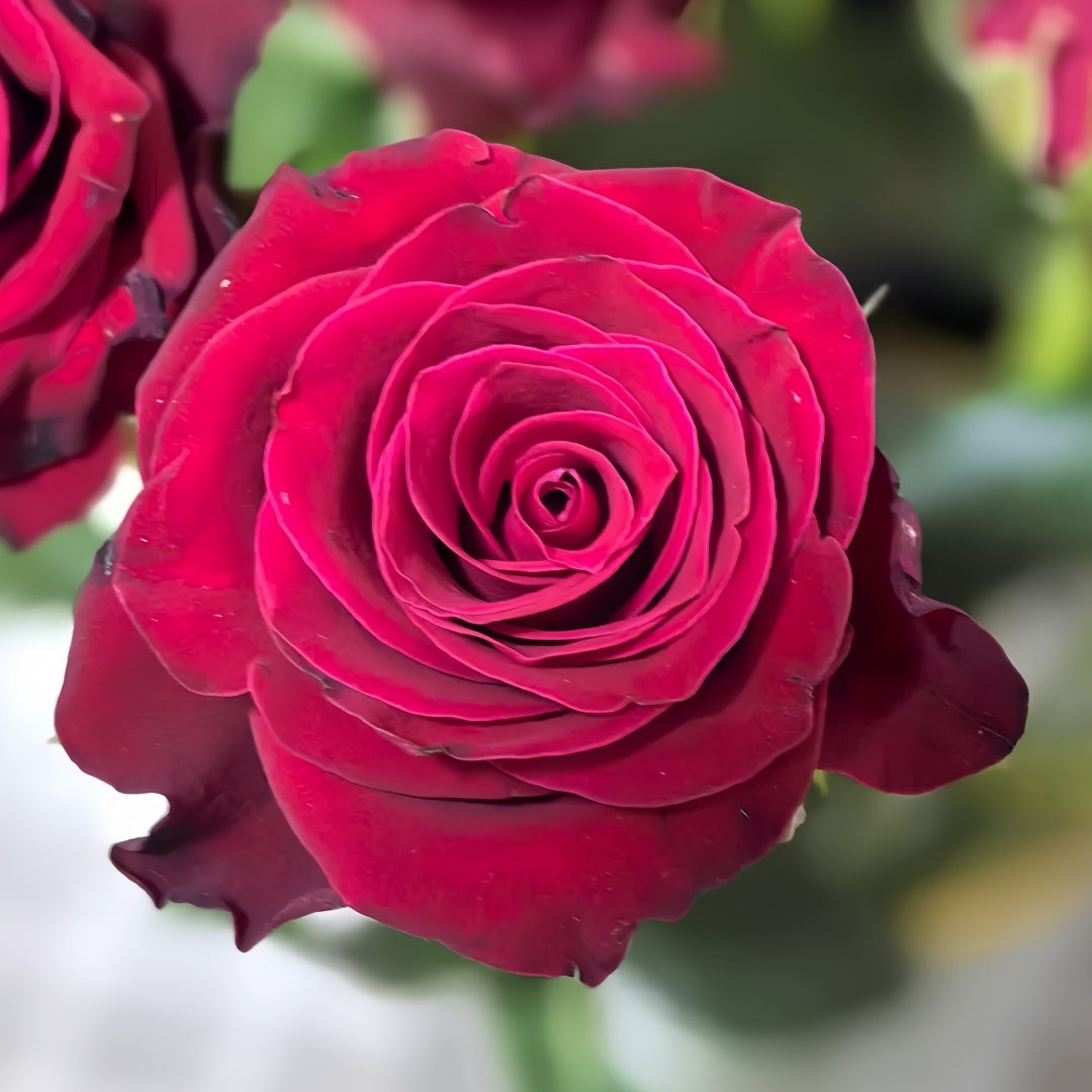 Rohdos Rose