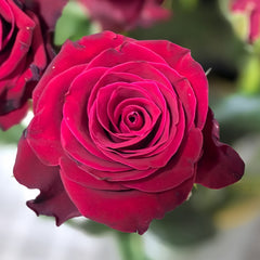 Rohdos Rose