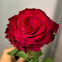 Rohdos Rose
