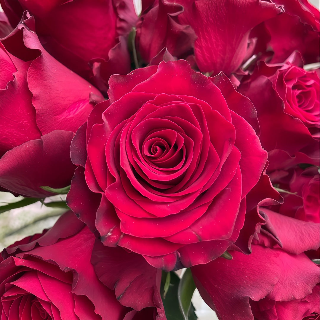 Rohdos Rose