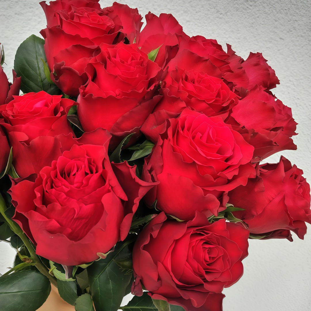 Rohdos Rose