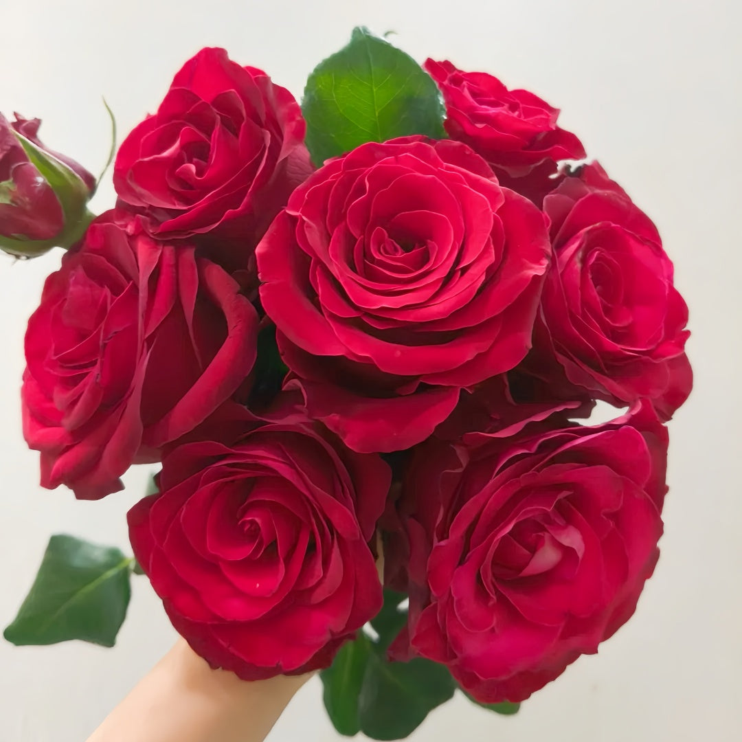 Rohdos Rose