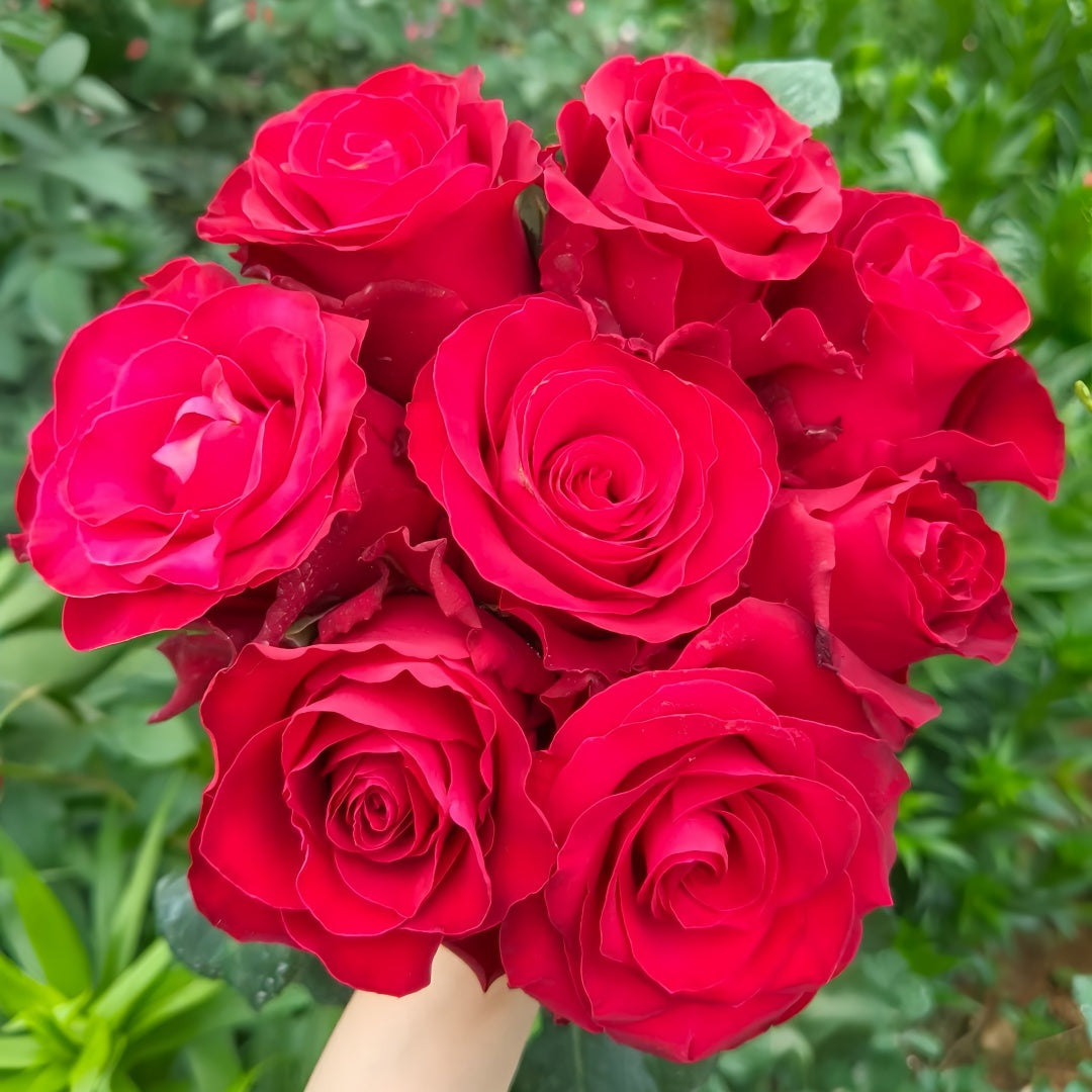 Rohdos Rose