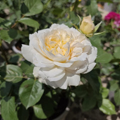 Romantic Cream Rose