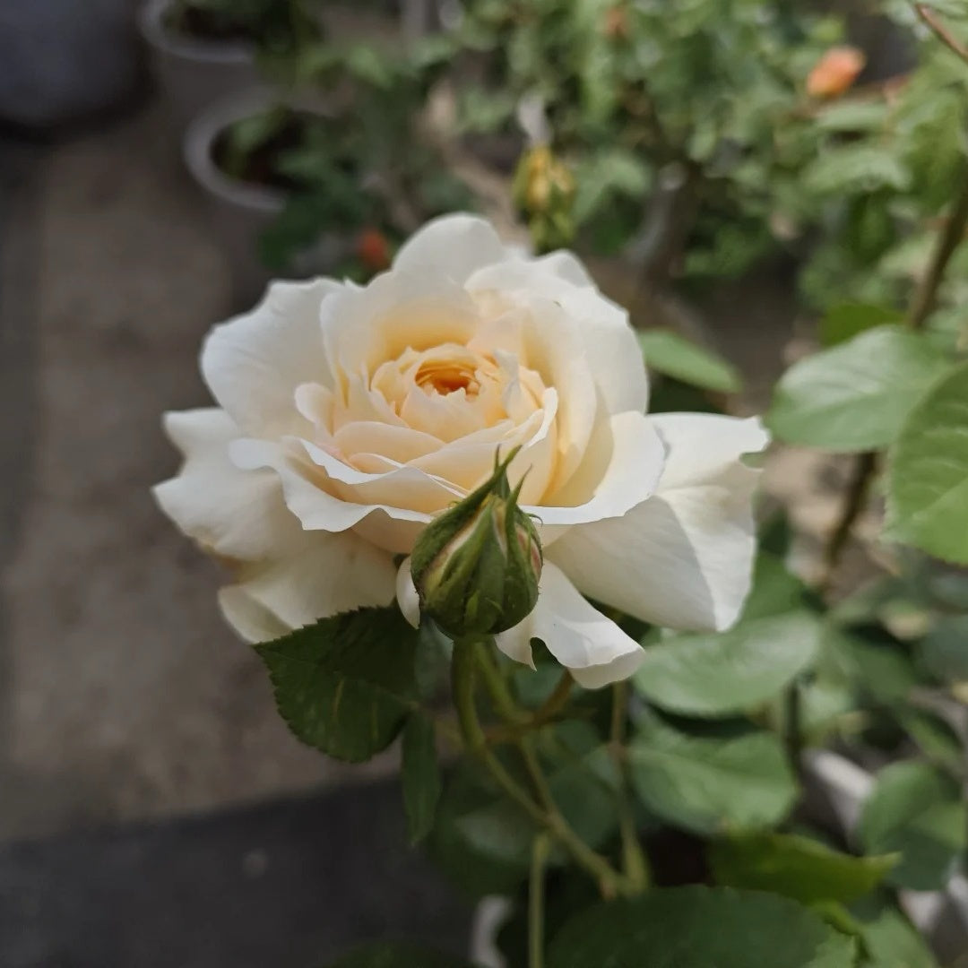Romantic Cream Rose