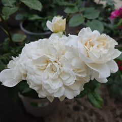 Romantic Cream Rose