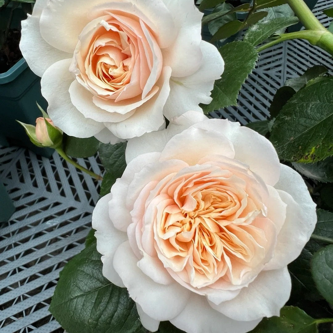 Romantic Cream Rose