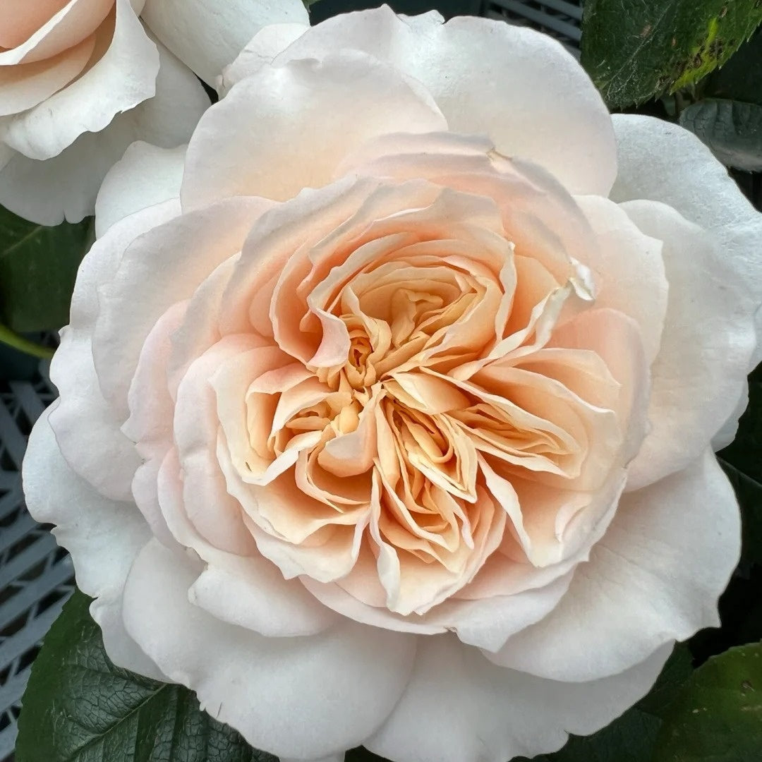 Romantic Cream Rose
