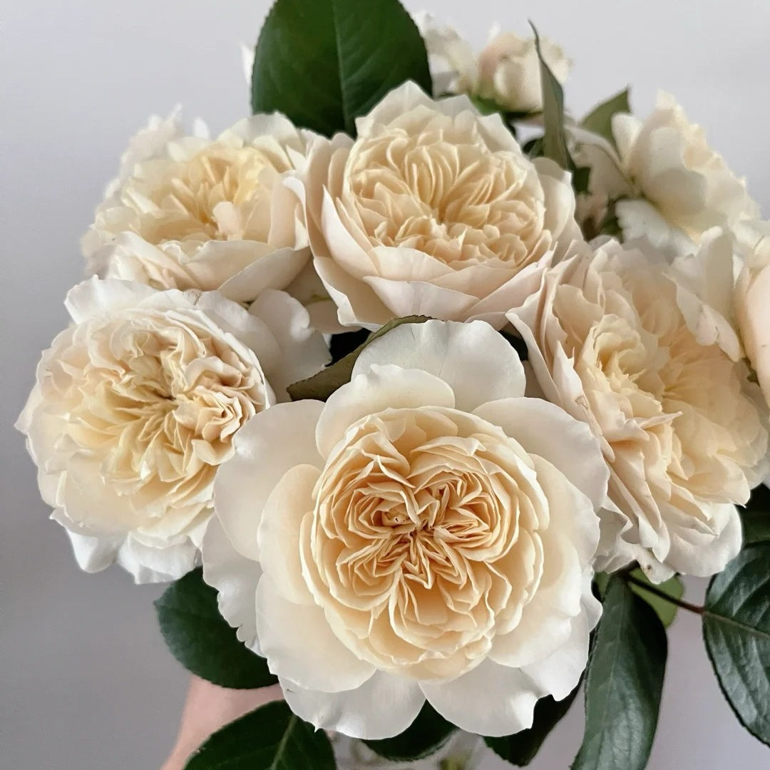 Romantic Cream Rose