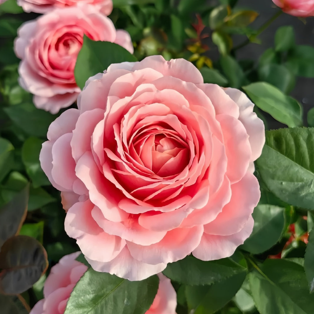 Shrub Roses – Ergongzy Roses