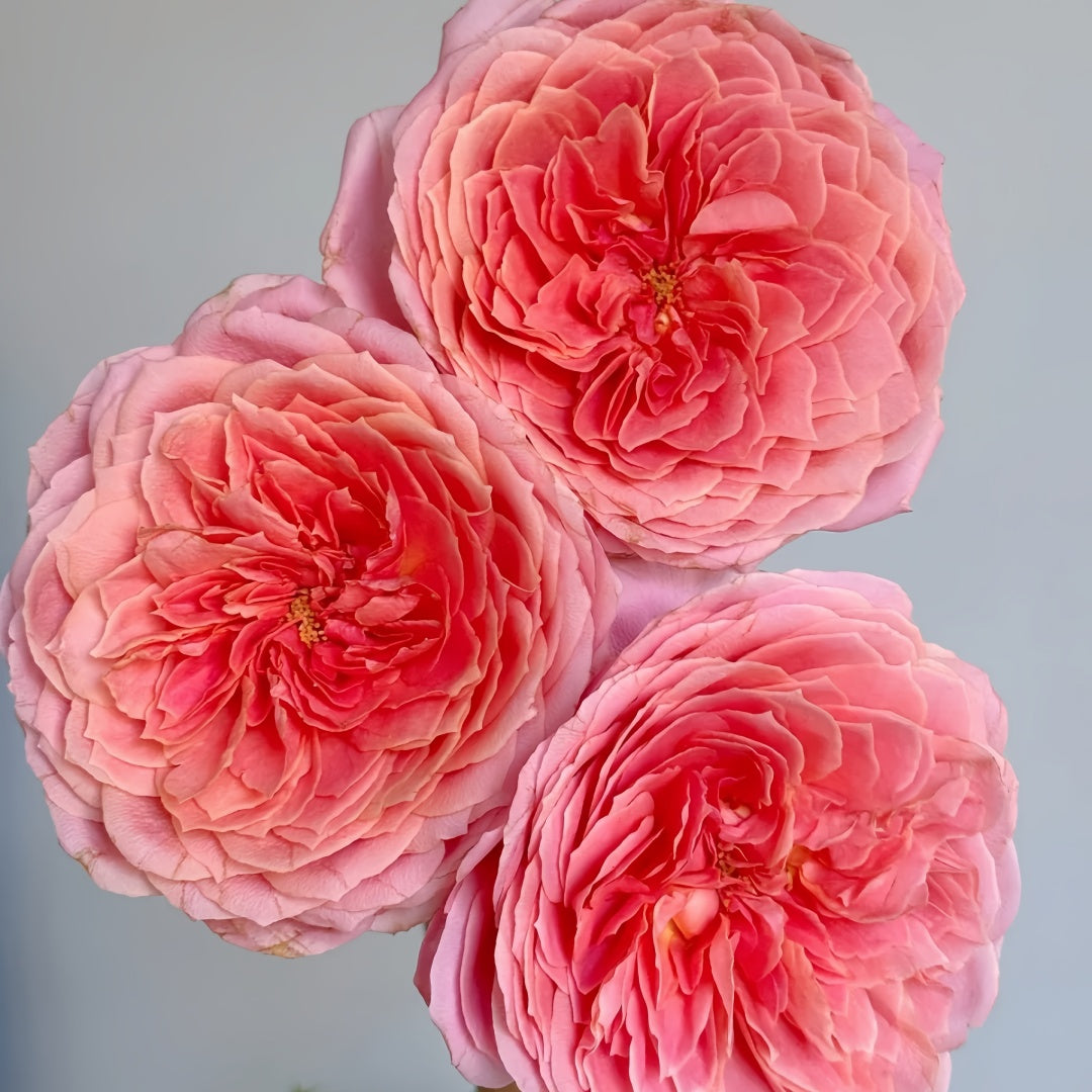 Romantic antike Rose