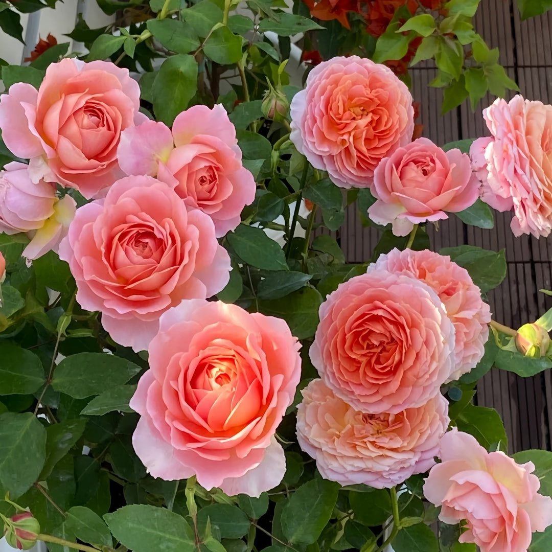 Romantic antike Rose