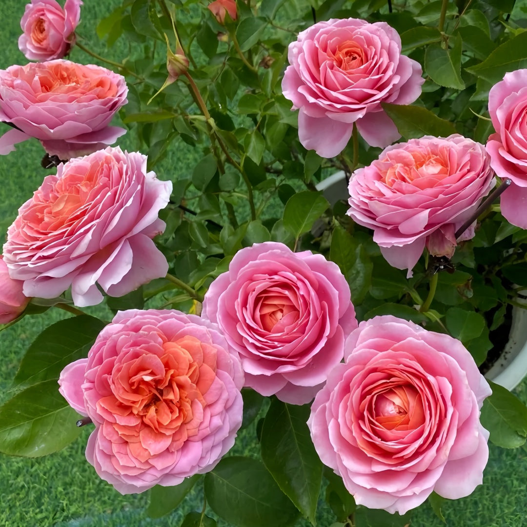 Romantic antike Rose