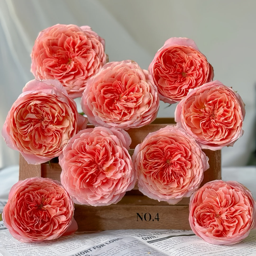 Romantic antike Rose