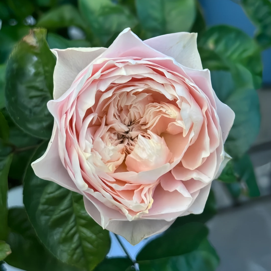「ゆかり」切花バラ挿木苗 Romantic vuvuzel♡ Rose ゆかり」切花バラ挿木苗 Romantic vuvuzel♡ Rose Romantic