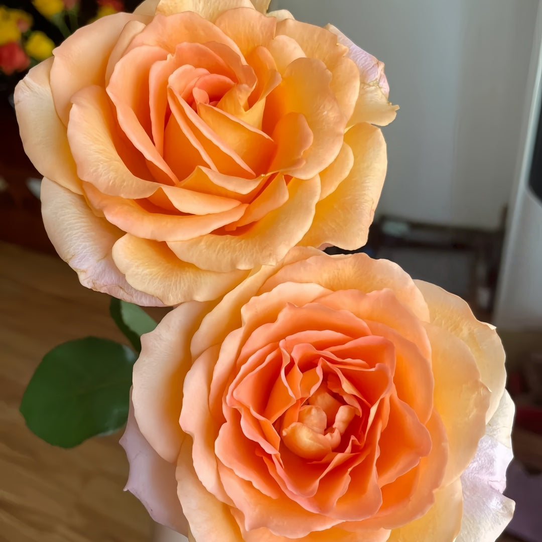 Romantica Vuvuzela Rose