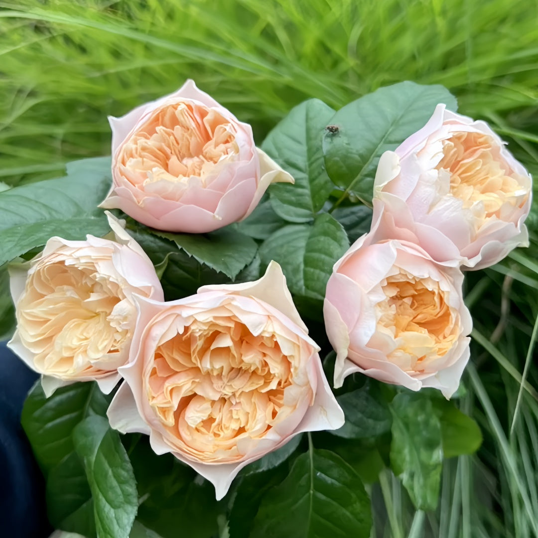 Romantica Vuvuzela Rose
