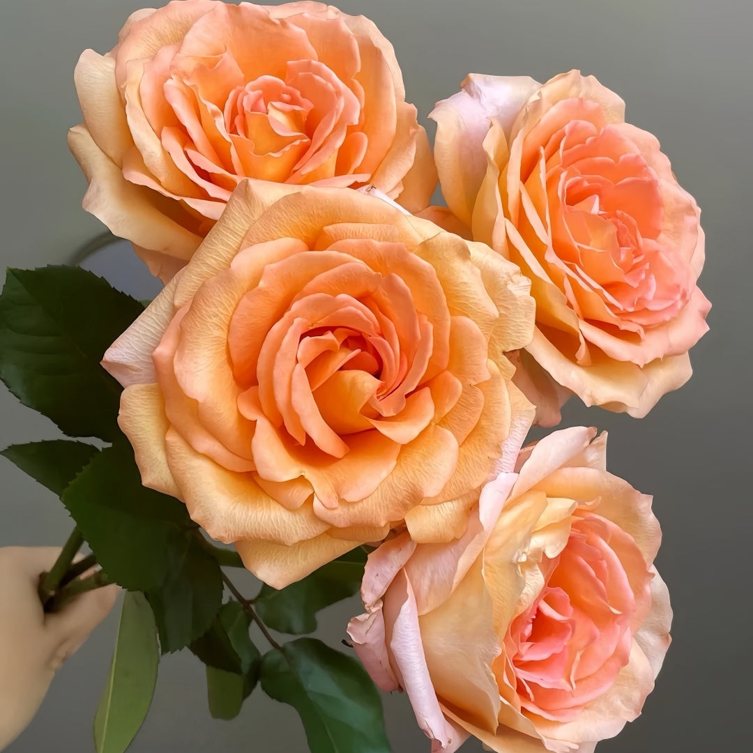 Romantica Vuvuzela Rose