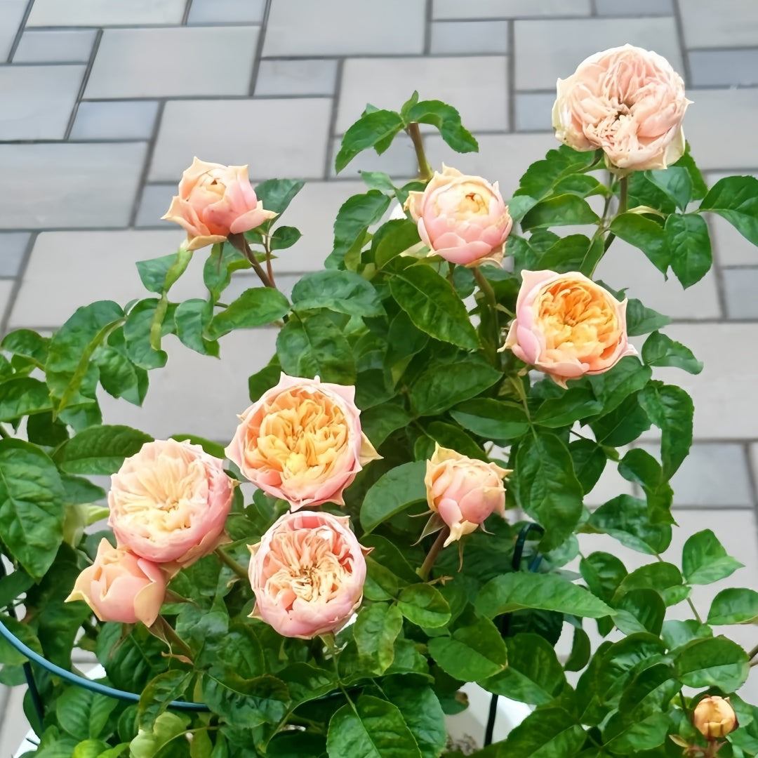 「ゆかり」切花バラ挿木苗 Romantic vuvuzel♡ Rose Romantica Vuvuzela Rose-浪漫珊瑚心｜Netherlands Cut Rose