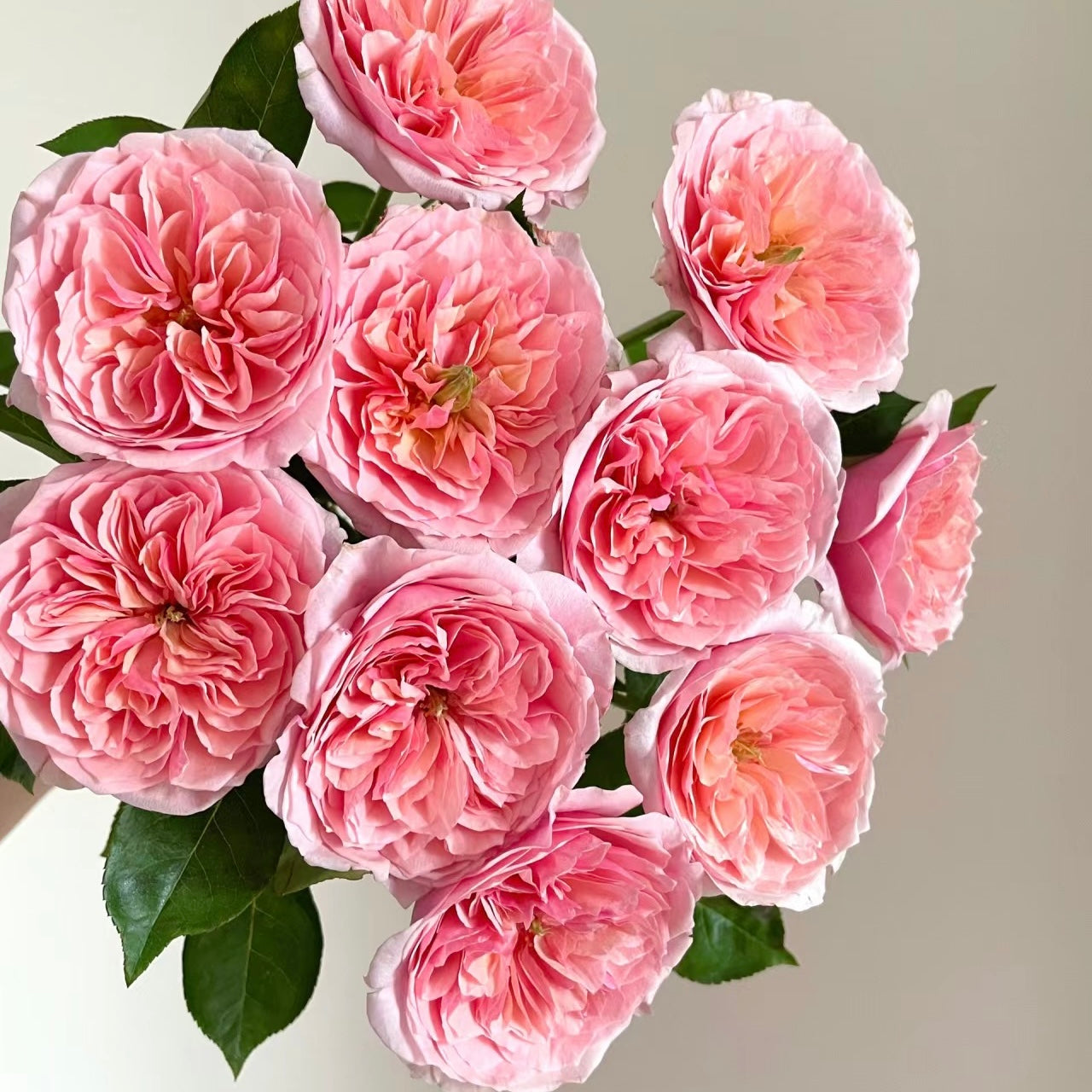 Romeo_Rose