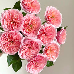Romeo_Rose