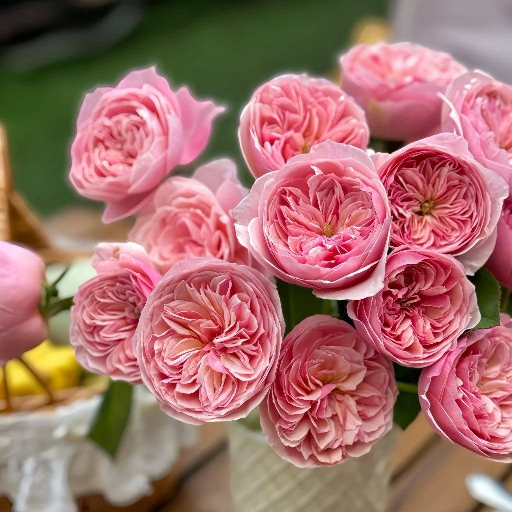 Romeo_Rose