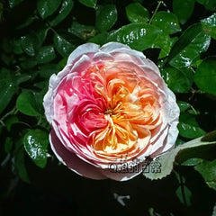 Romeo_Rose